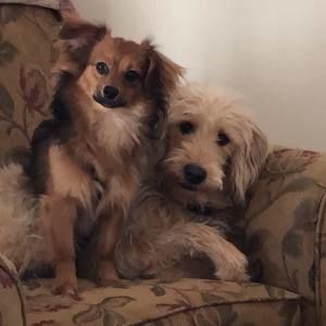 Meet your Posher, Debbie